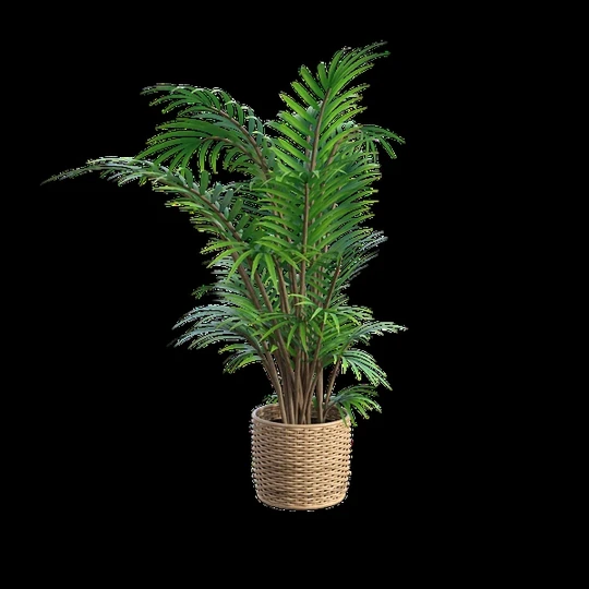 Indoor Plant