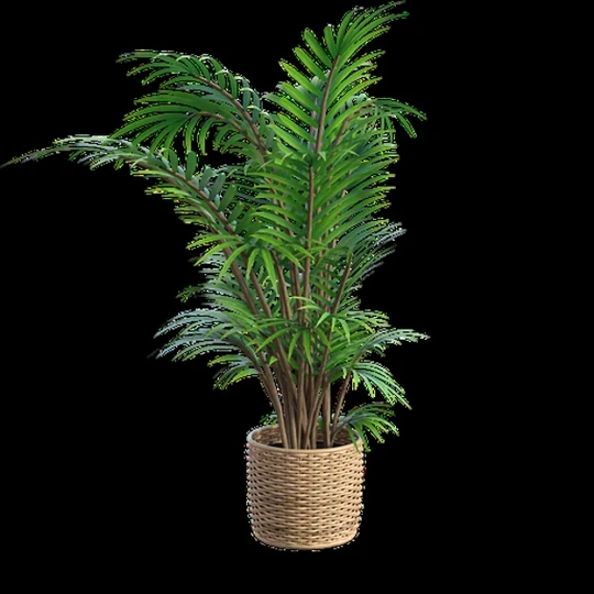 Indoor Plant